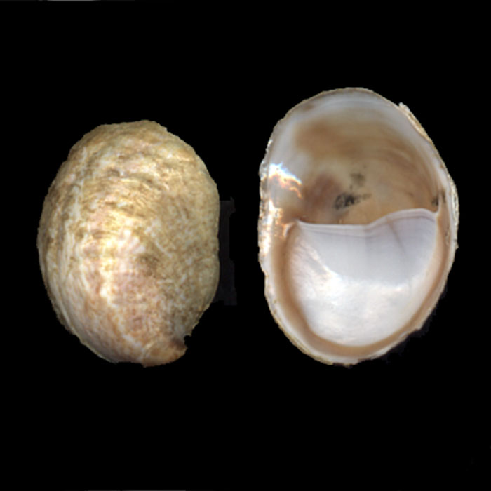 Crepidula fornicata